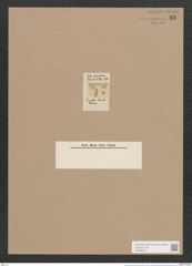 Navicula borealis (Ehr.) Kuetz. (de-Toni-Nr.: Genus 1, Species 36) Zeichnungen Sammlung Grunow Nr. 93 (NHMW-BOT-W0366305)